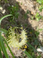 Oxythyrea funesta