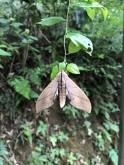 Marumba cristata bukaiana