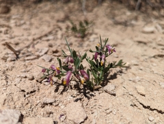 Rhinotropis subspinosa