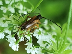 Alosterna tabacicolor