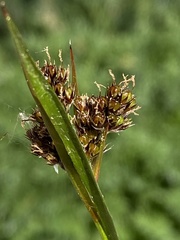 Luzula spicata