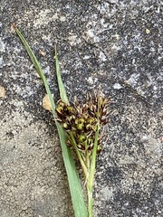 Luzula spicata