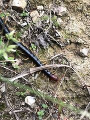 Scolopendra mutilans