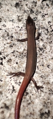 Riopa albopunctata