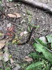 Scolopendra mutilans