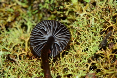 Mycena nargan