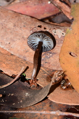 Mycena nargan