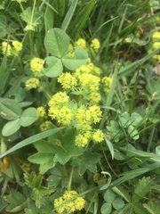 Alchemilla xanthochlora
