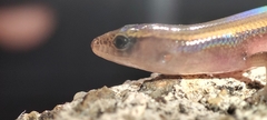 Riopa albopunctata