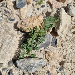 Astragalus sesameus