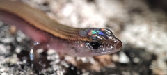 Riopa albopunctata