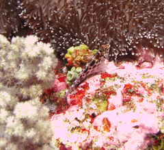 Cirrhitichthys oxycephalus