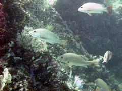 Lutjanus argentimaculatus