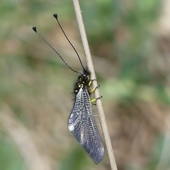 Libelloides hispanicus