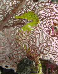 Hippocampus comes
