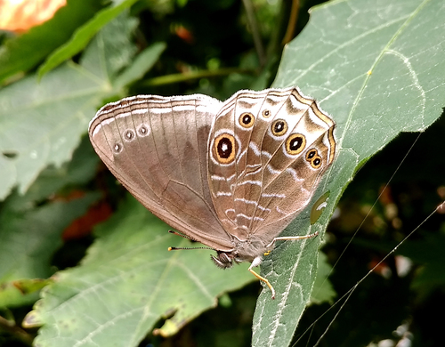 white-edged woodbrown