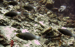 Cheilodipterus macrodon