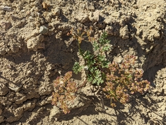 Cymopterus purpureus