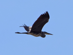 Ardea cinerea
