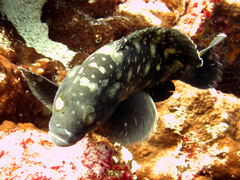 Epinephelus coeruleopunctatus