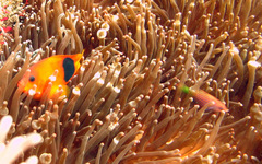 Amphiprion ephippium