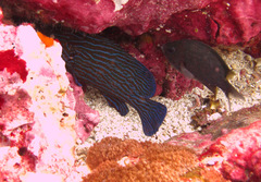 Cephalopholis formosa