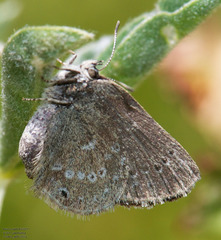Satyrium semiluna