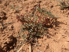 Astragalus ceramicus