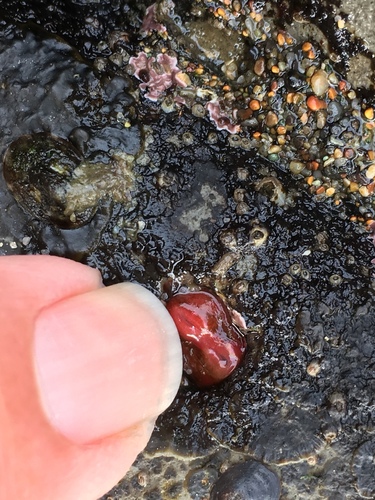 Hiatella arctica