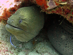 Labroides dimidiatus