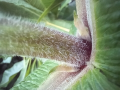 Smallanthus sonchifolius