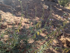 Astragalus wingatanus