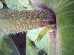 Smallanthus sonchifolius