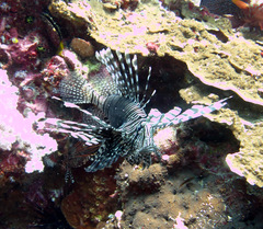 Pterois