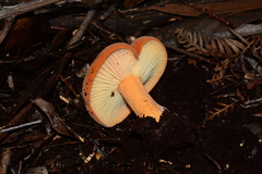 Lactifluus clarkeae