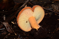 Lactifluus clarkeae