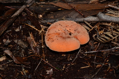 Lactifluus clarkeae