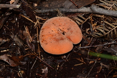 Lactifluus clarkeae