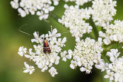 Adela paludicolella