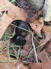 Abax parallelepipedus