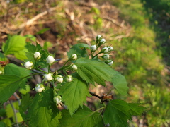 Crataegus fluviatilis