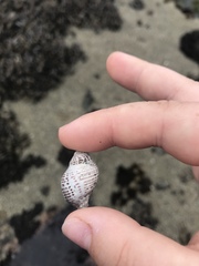 Acanthinucella punctulata