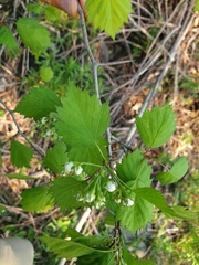 Crataegus fluviatilis