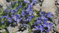 Campanula cenisia