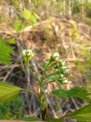 Crataegus fluviatilis