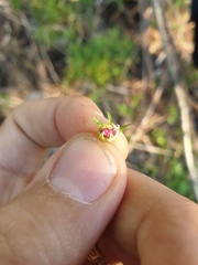 Crataegus fluviatilis
