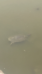 Trionyx triunguis