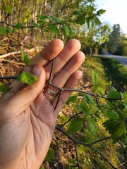 Crataegus fluviatilis