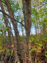 Crataegus fluviatilis