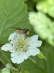 Syrphus ribesii
